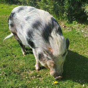 Meet your Posher, John